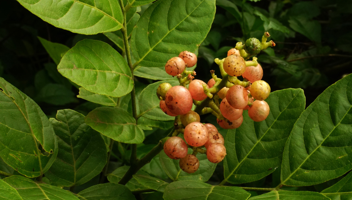 clausena brevistyla