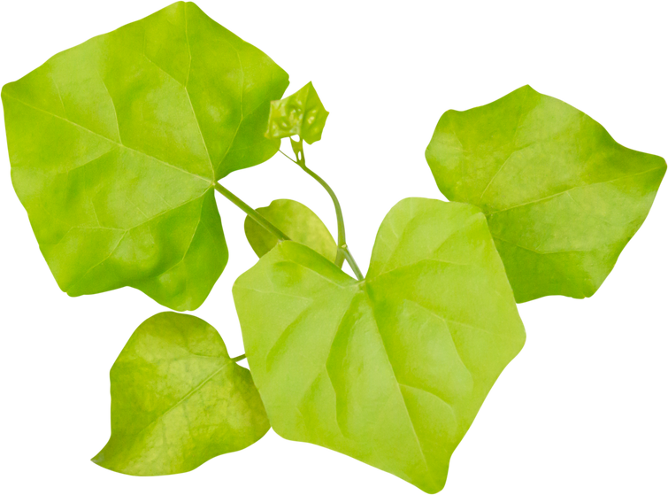 Leaves of Ivy Gourd (Coccinia grandis), Gourd leaves or ivy gourd is an Asian vegetable