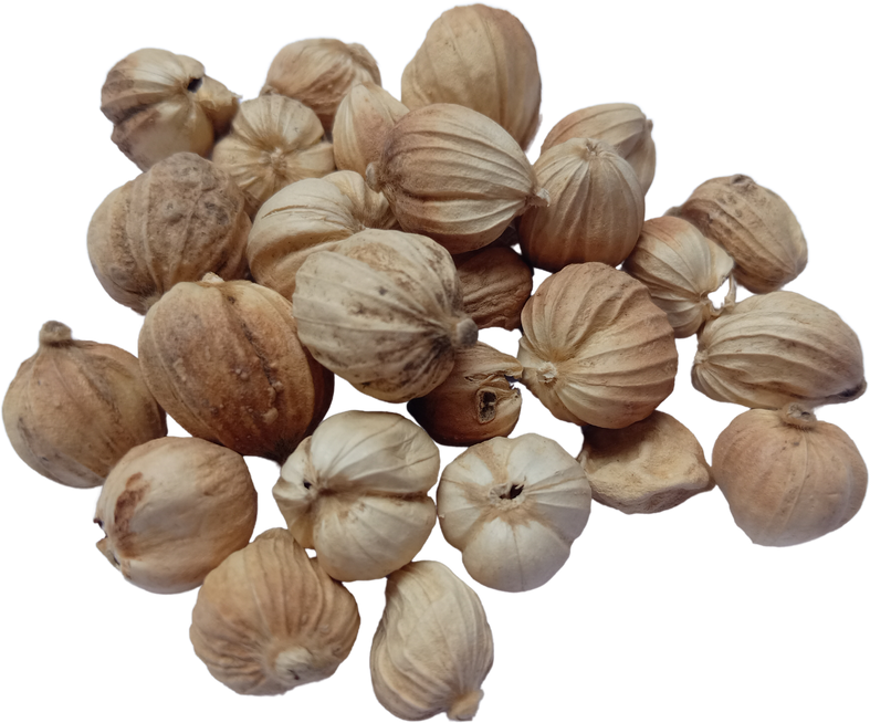 Cardamom