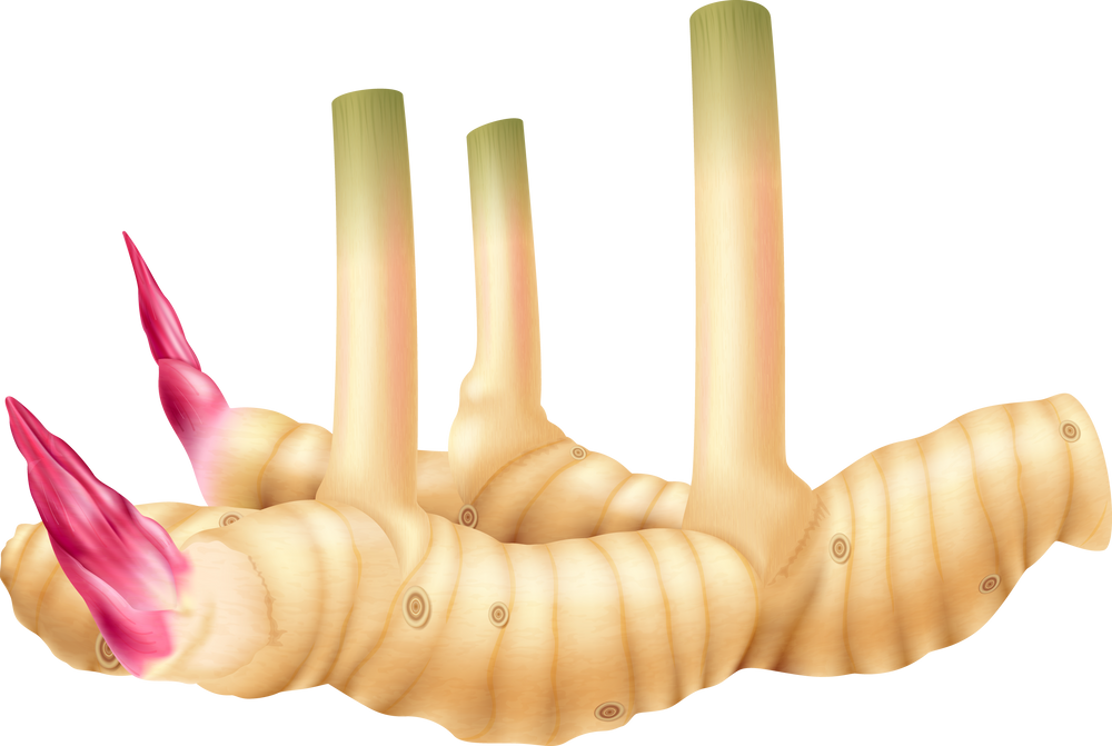 Fresh galangal root with stems
