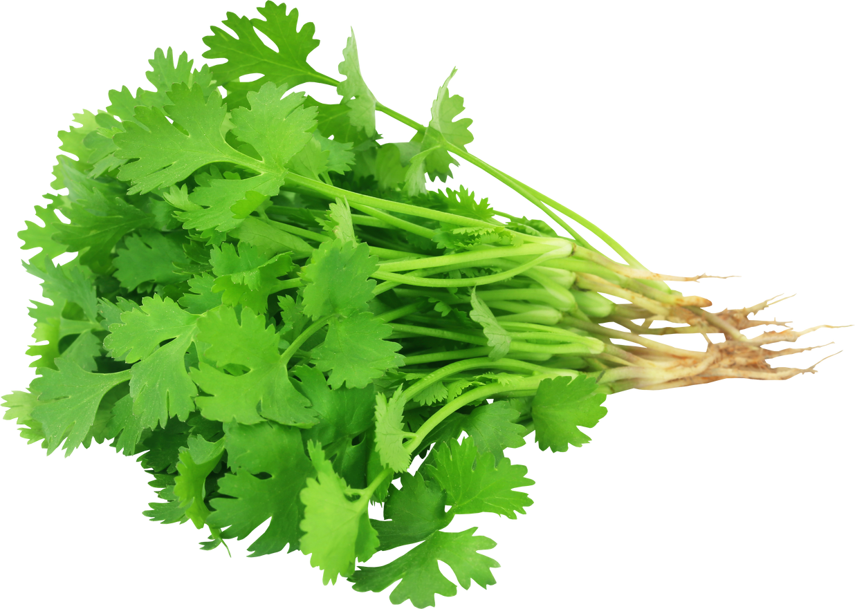 Bunch of Fresh Coriander Leaves