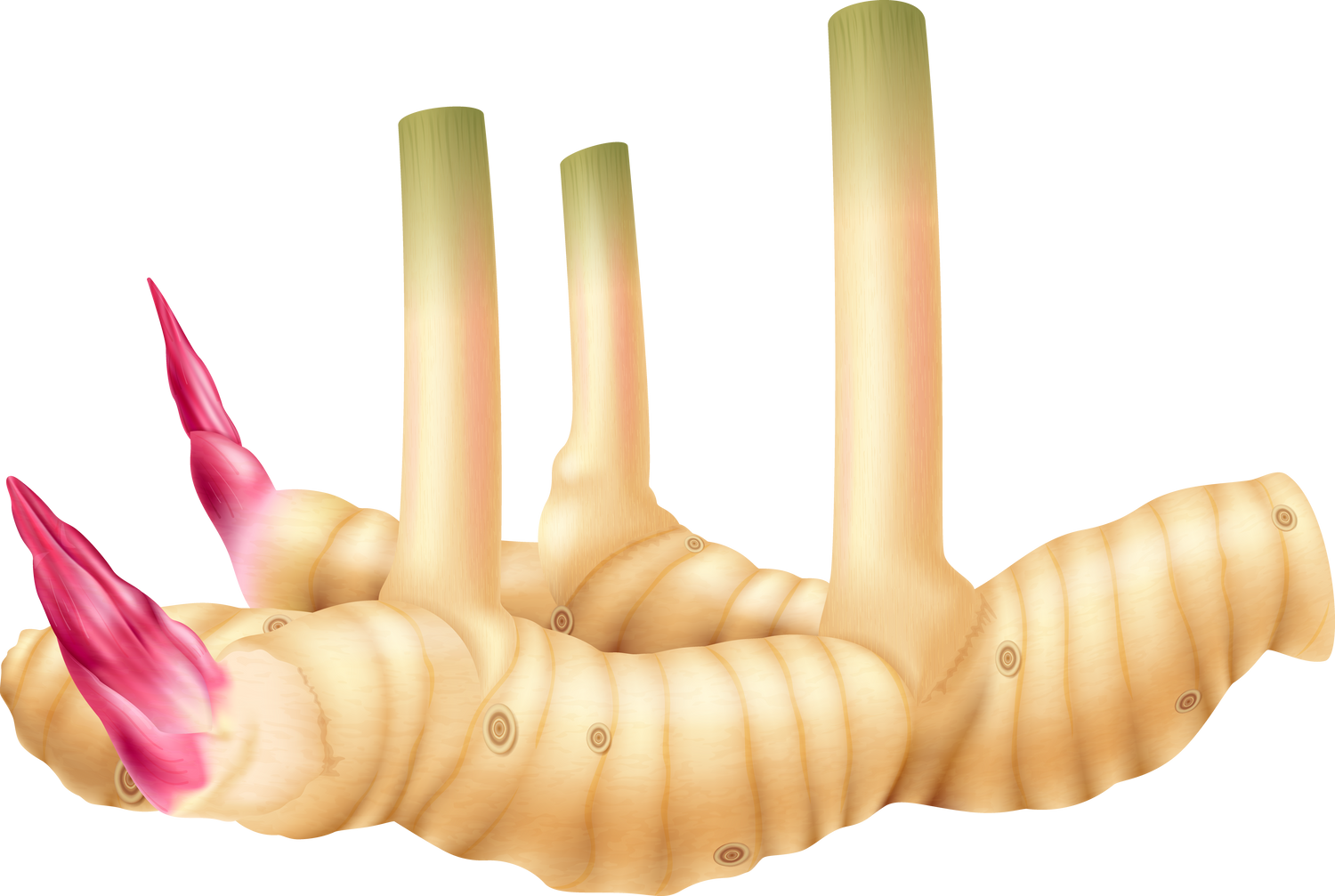 Fresh galangal root with stems