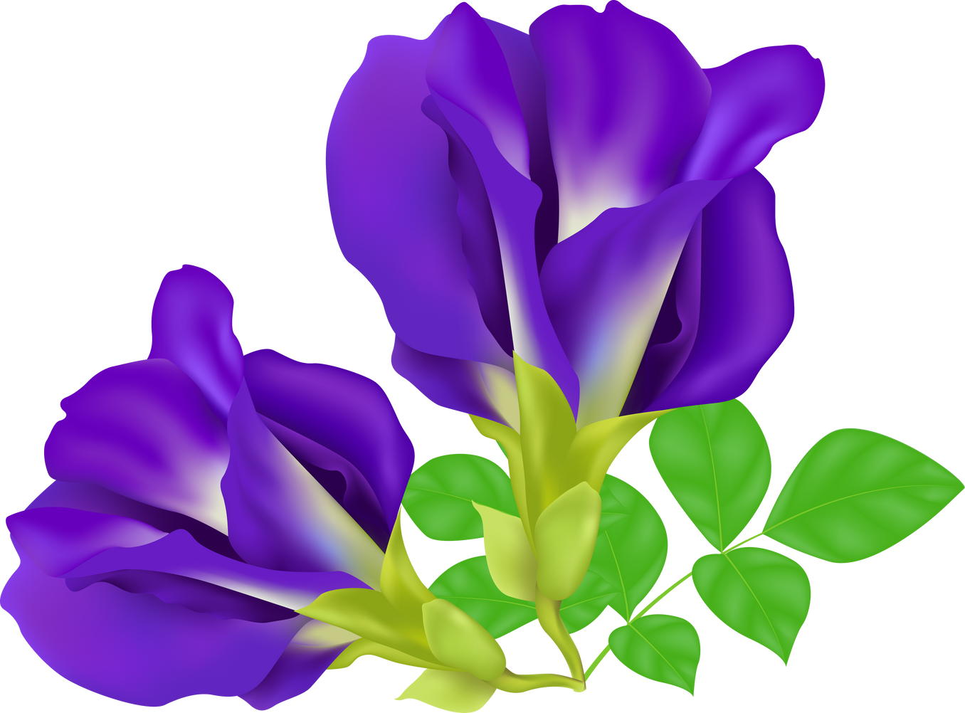 Blue pea flower or Butterfly pea purple with leaves. 3d illustration realistic transparent isolated.