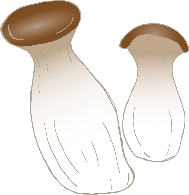 The King Oyster Mushroom Pleurotus eryngii hand drawn.