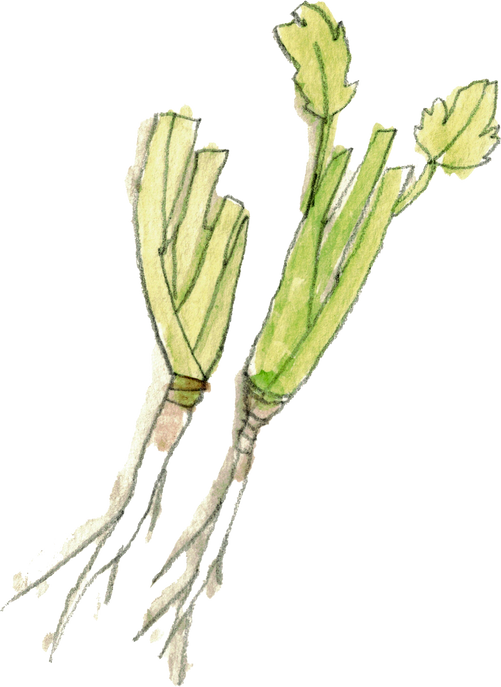 Watercolor Coriander Root 