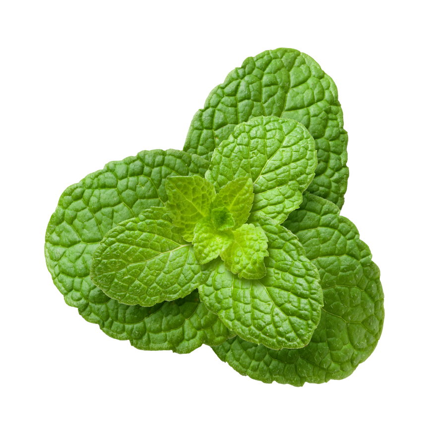 Mint Leaves