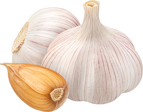 Garlic isolated