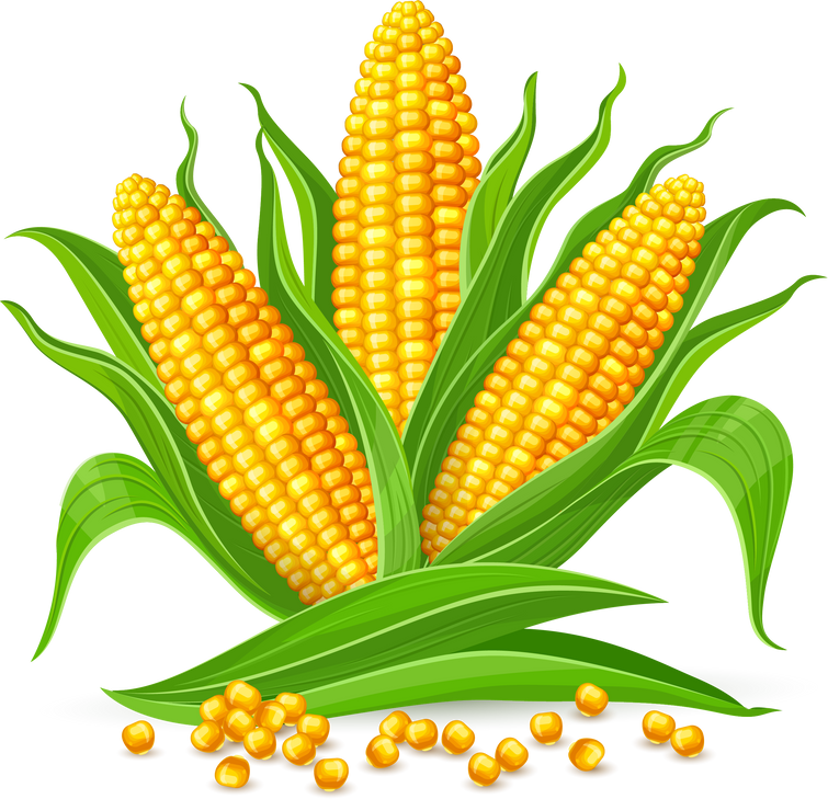 Corn cobs isolated PNG