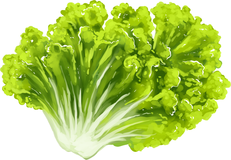 Lettuce illustration