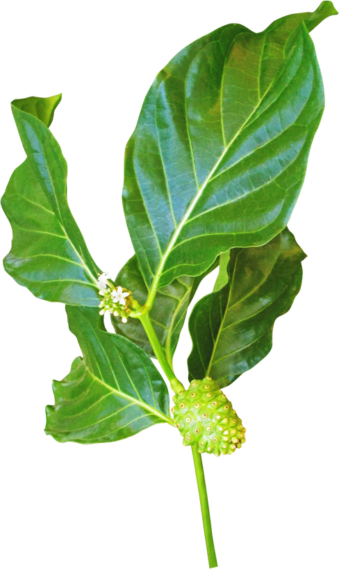 Noni or morinda citrifolia branch isolated png