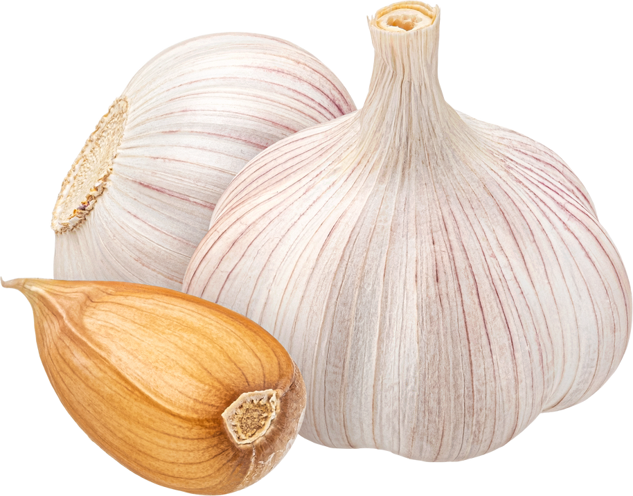 Garlic isolated