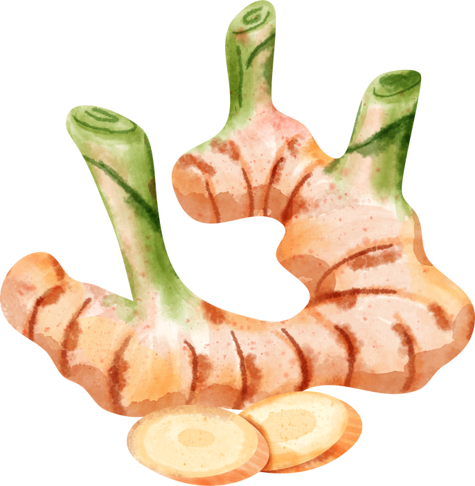 watercolor Galangal