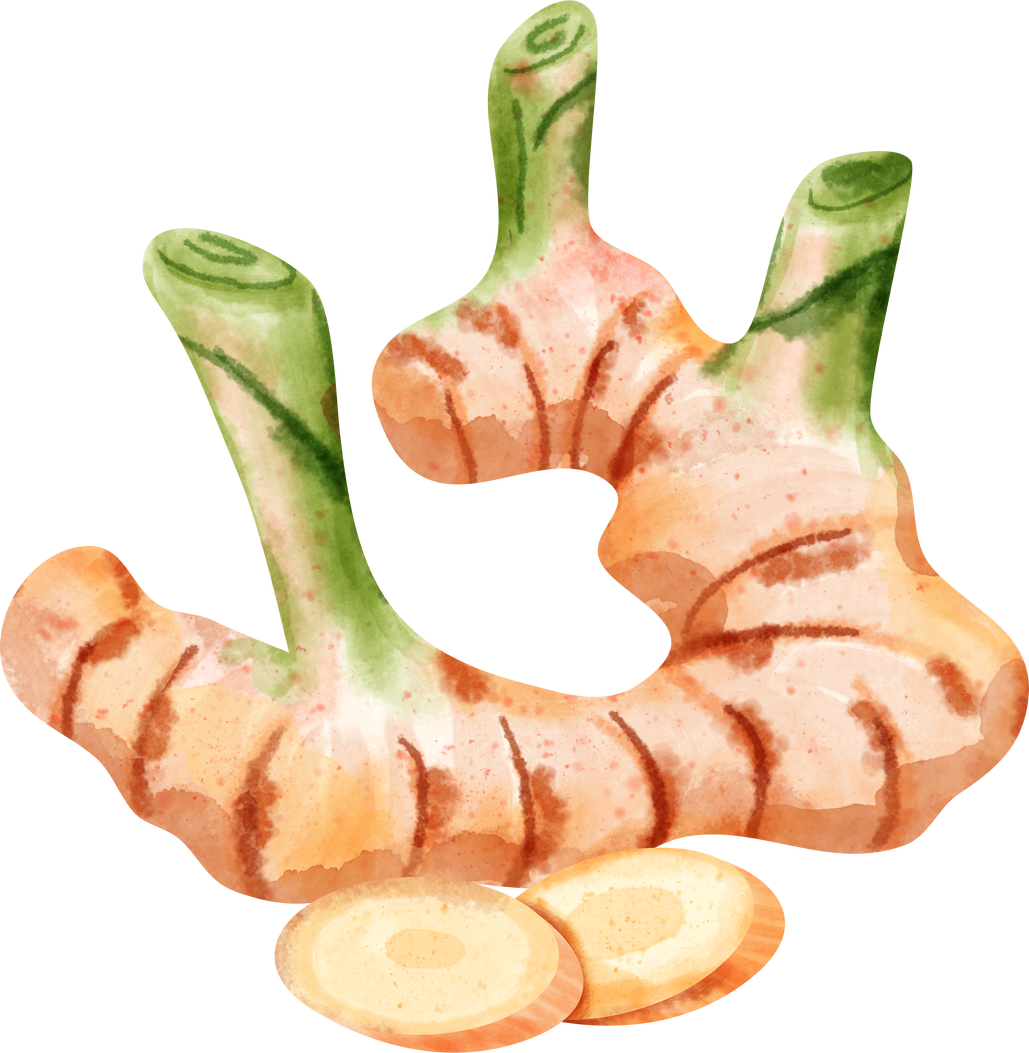watercolor Galangal