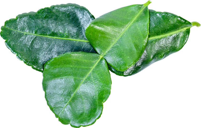 kaffir lime leaves isolated