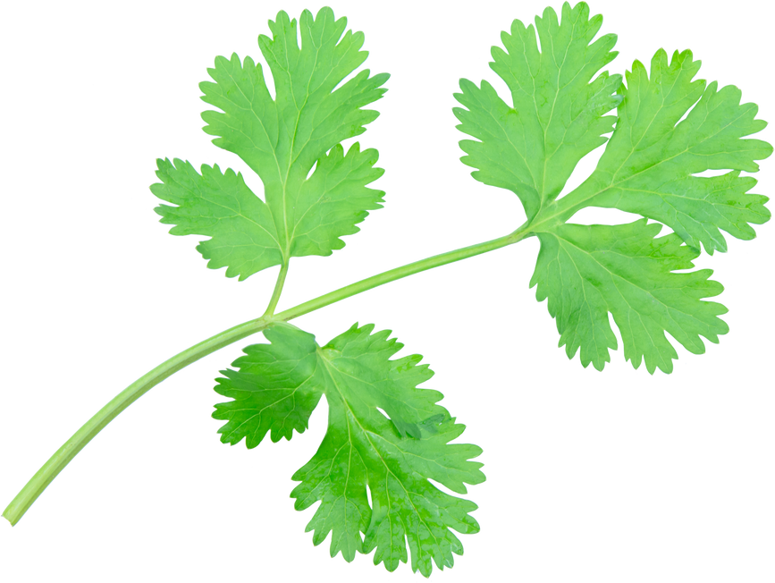 Coriander