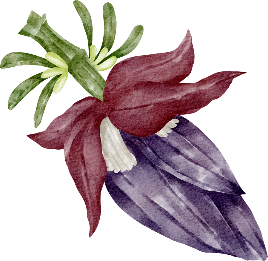 watercolor banana blossom